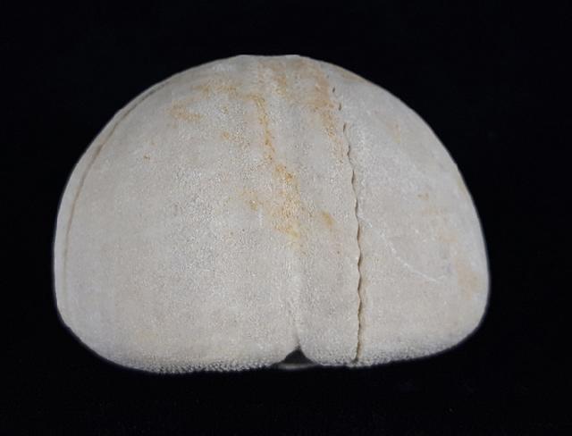 Hemipneustes striatoradiatus (LESKE 1778) - Bild © FossNet FossilienStore